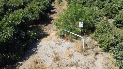 Campo De Paltos En Producción. Riego Y Tranque
