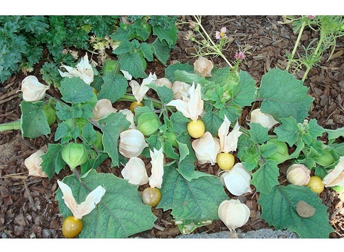 20 Semillas De Tomatillo Ananá Pinneapple  Physalis (nano)