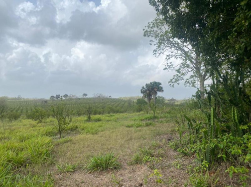 Venta Rancho 132 Hectareas Balcazar Tamiahua Veracruz