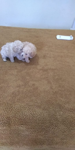 Poodle