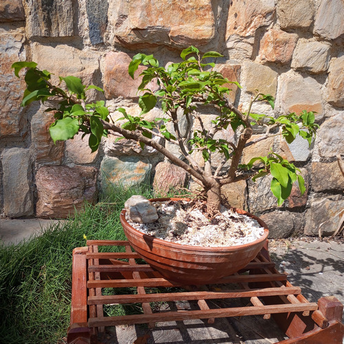 Bonsai Natural Floral Buganvilla Trinitaria