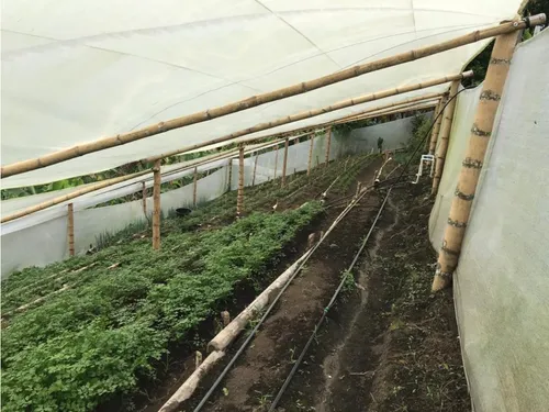 Venta Finca Productiva Cafe Platano Pasto Circasia - 23 Cuadras