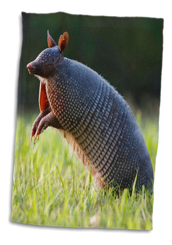 Armadillo De Nueve Bandas En 3d Con Forma De Rosa Pone A Pru