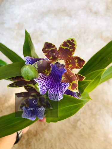 Orquídea Zygopetalum Mackaii- Tamanho Adulto | Parcelamento sem juros