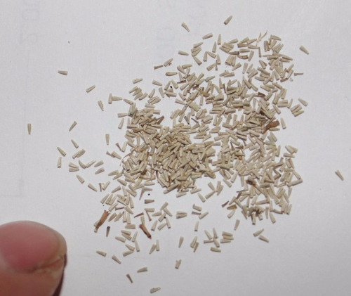 100 Semillas De Tanaceto Tansi Tanacetum Vulgare