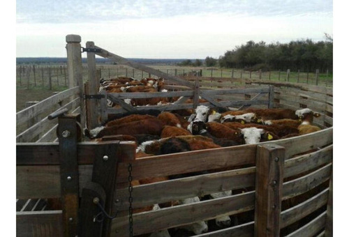 Imagen 4 de 14 de Campo En Venta En Nogoyá Entre Rios