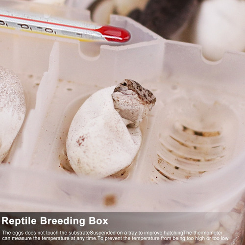Incubadora De Huevos De Reptiles, Lagartos Serpientes Caja D