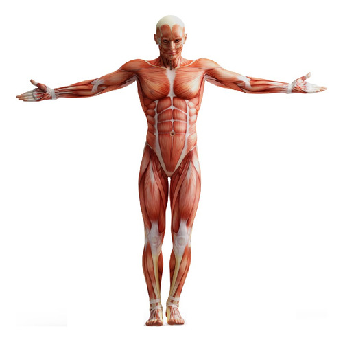 Vinilos Didácticos Anatomía Cuerpo Musculos - 1mx1m