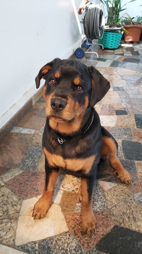 Imagem 1 de 3 de Cachorro Rotiwailer