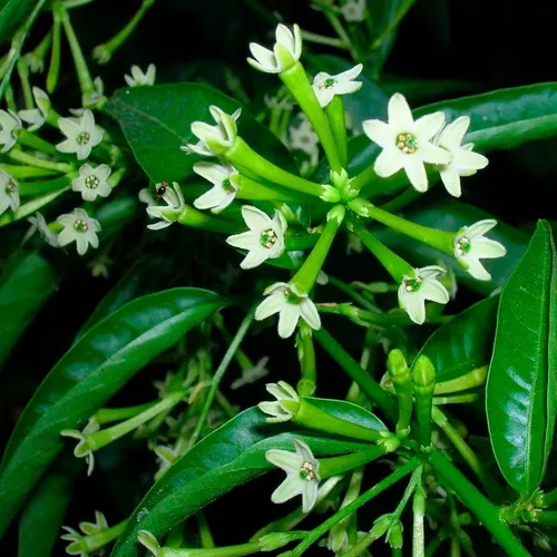 1 Muda De Dama Da Noite, Coerana - Cestrum Nocturnum - 50cm