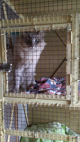 Imagen 1 de 7 de Guarderia De Gatos , Agrandamos Mas Lugares Para Tu Mascota!