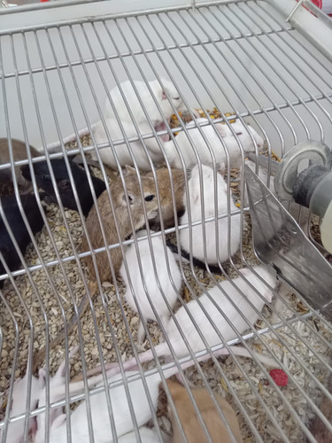 Gerbil Ou Esquilo Da Mongólia. Varias Cores. Machos E Femeas