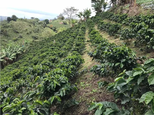 Venta Finca Productiva Cafe Platano Pasto Circasia - 23 Cuadras