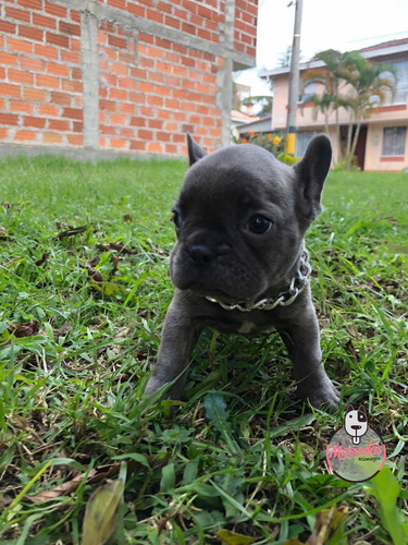 Imagen 3 de 5 de Cachorra Bulldog Frances Blue Rionegro Medellín Bogotá