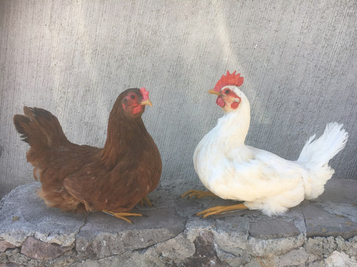 Animales Disecados 100 % Artificiales Gallina