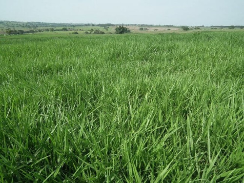Sementes Capim Piatã 5kg - Brachiarão - Vc48 Rapido