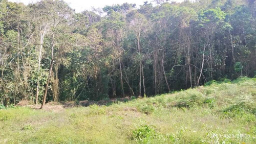 Imagen 5 de 14 de Venta De Lote De Terreno De Cuatro Hectáreas San Diego Carrizal