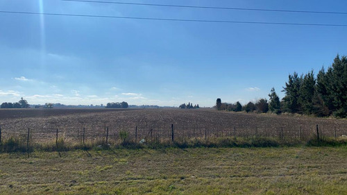 Campo - Rosario