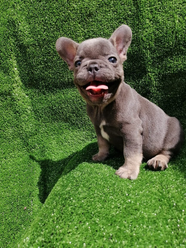 Cachorros Bulldog Francés Perros Acacias Meta Vichada 