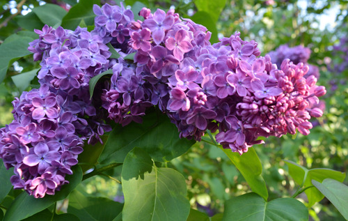 Lilo. O Arbol De Lila, Syringa Vulgaris Lila