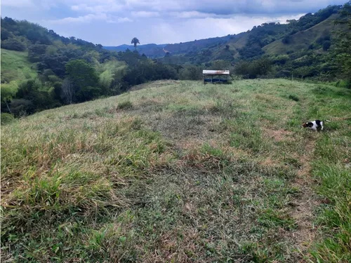 Venta Finca La Tebaida Cultivada En Pasto - 40 Cuadras