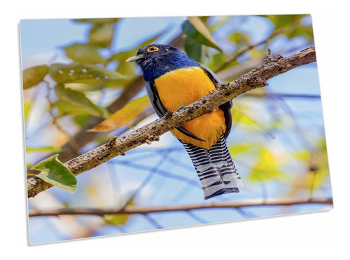 America Central Costa Rica. Trogon Liga Mantele Para