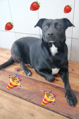 Keyla, Bella Y Amorosa , 2 Añitos, Medianita Ideal; Adopción
