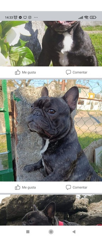 Imagen 3 de 3 de Bulldog Francés Monta Muy Bueno Y Mimoso