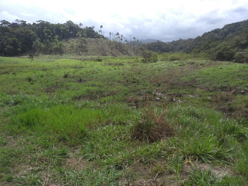 Imagem 27 de 30 de Sitio No Juquiá - St00024