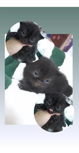 Imagen 4 de 5 de Gatos Persas