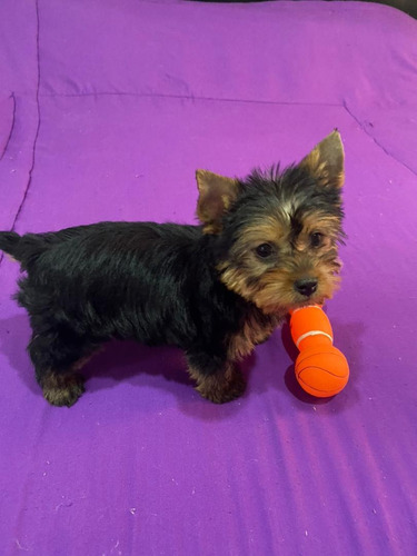 Yorkshire Terrier Tea Cup Maracaibo-zulia