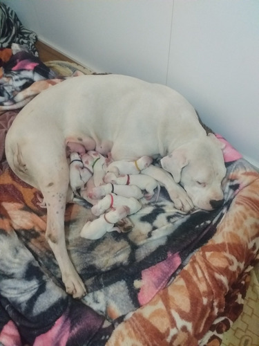 Filhotes Dogo Argentino