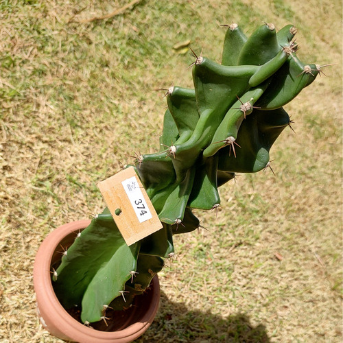 Cereus Jamacaru Monstrosus Verde C/raiz 40cm (lp-374)