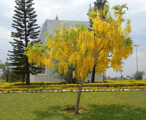 Acacia Baileyana Rubra Crecimiento