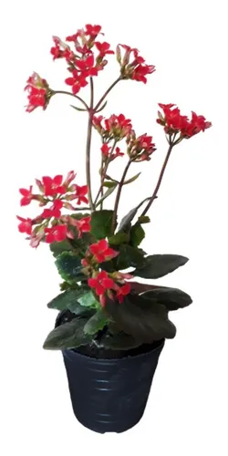 Kalanchoe Blossfeldiana Envío Gratis Caba En Maceta 10