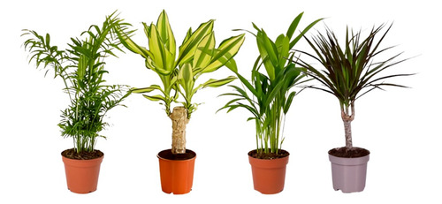 Planta Oreja De Burro Planta
