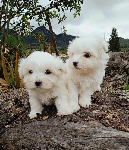 Bichon Maltes Mini Toy