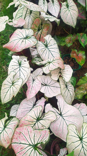 Caladium Tailandes Branco,mutante Rosa,pelo Menos 2 Folhas