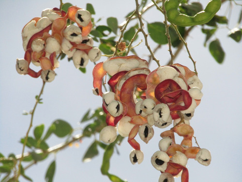 Árbol De Guamúchil