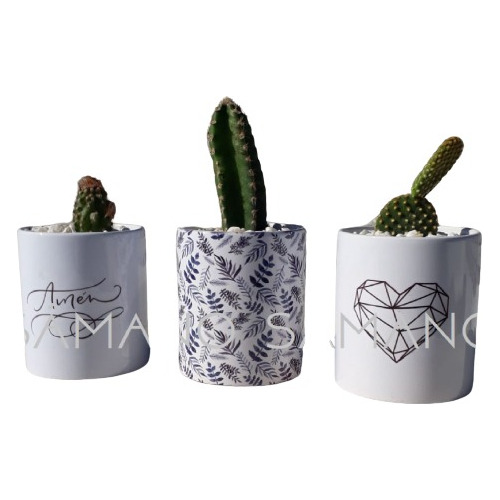 Cactus O Suculenta Con Maceta Personalizada Samano.uy