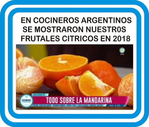 Imagen 7 de 9 de Calistemo Cerco Vivo - Lindo - E.gratis Caba Y Gba
