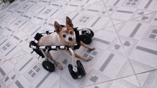 Cadeira De Rodas (andador)para Cães Ate 10kg