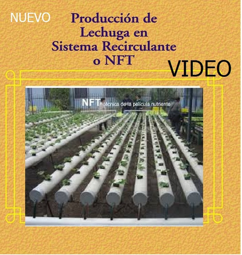 Video: Producción De Lechugas Hidroponicas En El Sistema Nft
