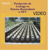 Comprar Video: Producción De Lechugas Hidroponicas En El Sistema Nft