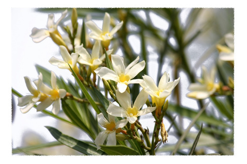 Laurel De Flor, Arbusto, 10 Plantas, 1m.