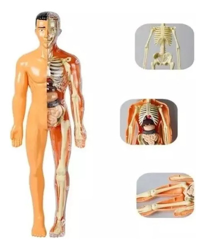 Juguete De Esqueleto De Torso De Anatomía Humana
