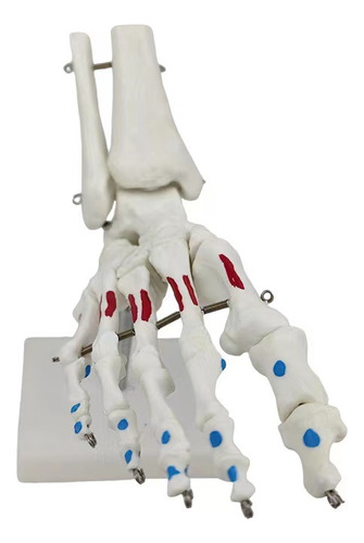 Modelo De Simulación De La Articulación Del Pie Humano