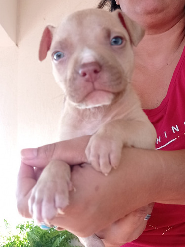 Imagem 3 de 4 de Filhos De Pit Bull