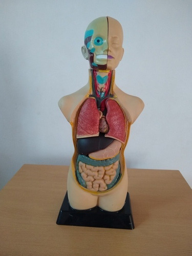 Modelo De Anatomia Humana