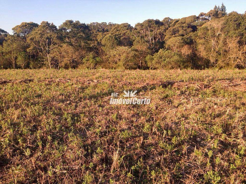 Imagem 8 de 16 de Chácara À Venda, 20000 M² Por R$ 450.000,00 - Areia Branca Dos Assis - Mandirituba/pr - Ch0012